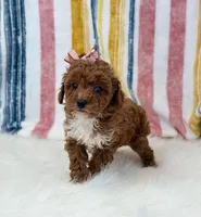 Wendy, a female Poodle - Toy  for sale in Memphis, MO – Photo 4 of 6