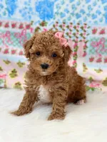 Addy, a female Poodle - Toy  for sale in Memphis, MO – 6 of 6
