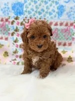 Chloe, a female Poodle - Toy  for sale in Memphis, MO – 2 of 4