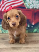 Mindy Lou, a female Miniature Dachshund for sale in Memphis, MO – 1 of 3