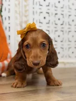Alice, a female Miniature Dachshund for sale in Memphis, MO – 4 of 5