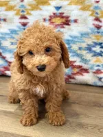 Colby, a male Poodle - Toy  for sale in Memphis, MO – 3 of 3