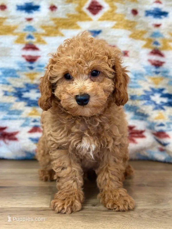 Colby – Poodle - Toy  puppy for sale in Memphis, MO