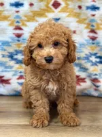 Colby, a male Poodle - Toy  for sale in Memphis, MO – 1 of 3
