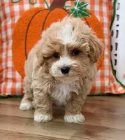Bently, a male Maltipoo for sale in Memphis, MO – 3 of 4