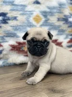 Waylon, a male Pug for sale in Memphis, MO – 1 of 2