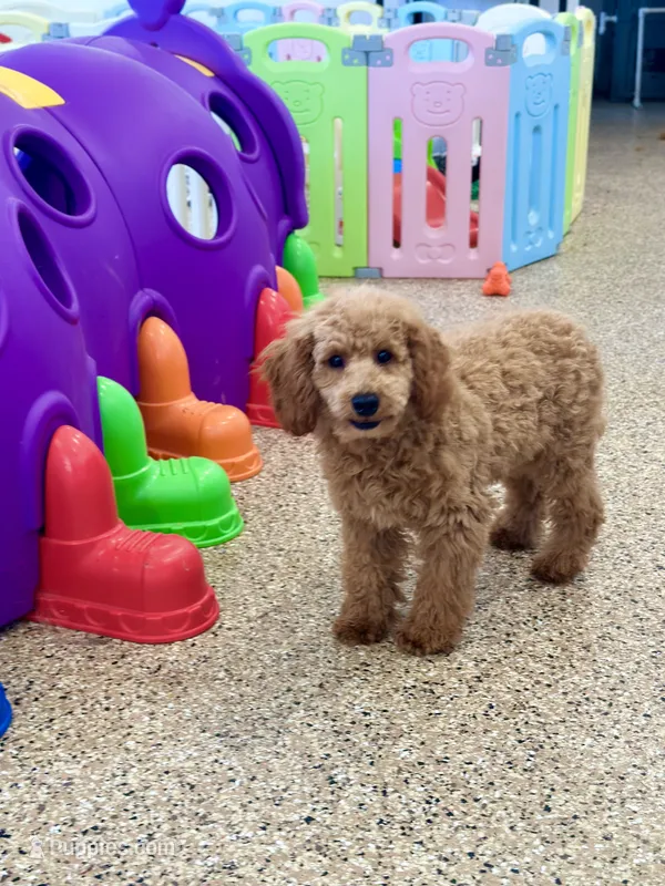 Colby – Poodle - Toy  puppy for sale in Memphis, MO