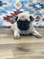 Waylon, a male Pug for sale in Memphis, MO – 2 of 2