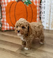 Oscar, a male Poodle - Toy  for sale in Memphis, MO – 4 of 4