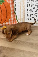 Alice, a female Miniature Dachshund for sale in Memphis, MO – 5 of 5