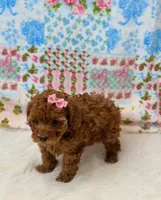 Willow, a female Poodle - Toy  for sale in Memphis, MO – 4 of 5