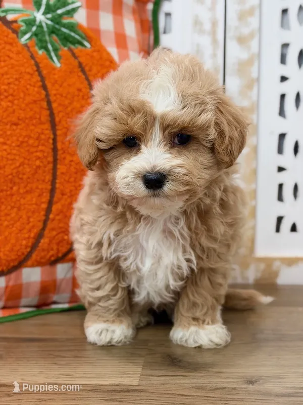Bently – Maltipoo puppy for sale in Memphis, MO