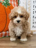 Bently, a male Maltipoo for sale in Memphis, MO – 1 of 4