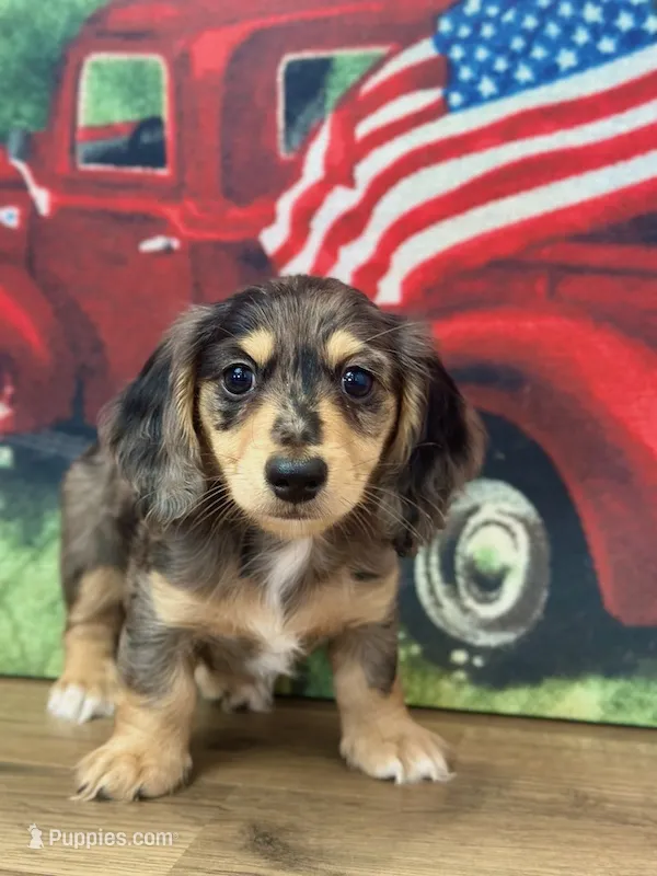 Collin – Miniature Dachshund puppy for sale in Memphis, MO