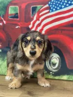 Collin, a male Miniature Dachshund for sale in Memphis, MO – 1 of 3