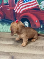 Mindy Lou, a female Miniature Dachshund for sale in Memphis, MO – 2 of 3