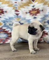 Waylon, a male Pug for sale in Memphis, MO – 3 of 3