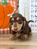 Annie, a female Miniature Dachshund for sale in Memphis, MO – 3 of 5
