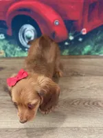 Mindy Lou, a female Miniature Dachshund for sale in Memphis, MO – 3 of 3