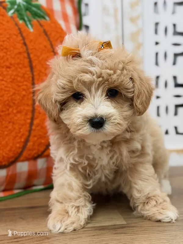 Penelope – Maltipoo puppy for sale in Memphis, MO