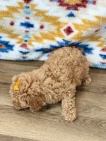 Tiffany, a female Poodle - Toy  for sale in Memphis, MO – 2 of 3