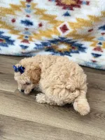 Tonya, a female Poodle - Toy  for sale in Memphis, MO – 3 of 3