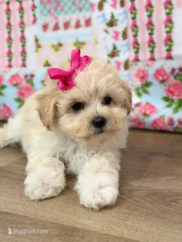 Blair – Maltipoo puppy for sale in Memphis, MO