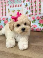 Blair, a female Maltipoo for sale in Memphis, MO – 1 of 5