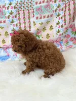 Chloe, a female Poodle - Toy  for sale in Memphis, MO – 2 of 8