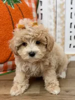 Penelope, a female Maltipoo for sale in Memphis, MO – 2 of 4