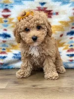 Tiffany, a female Poodle - Toy  for sale in Memphis, MO – 3 of 3