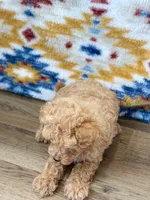 Nathan, a male Maltipoo for sale in Memphis, MO – 2 of 2