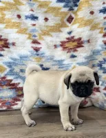 Waylon, a male Pug for sale in Memphis, MO – 2 of 3