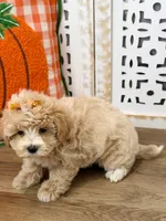Penelope, a female Maltipoo for sale in Memphis, MO – 3 of 4