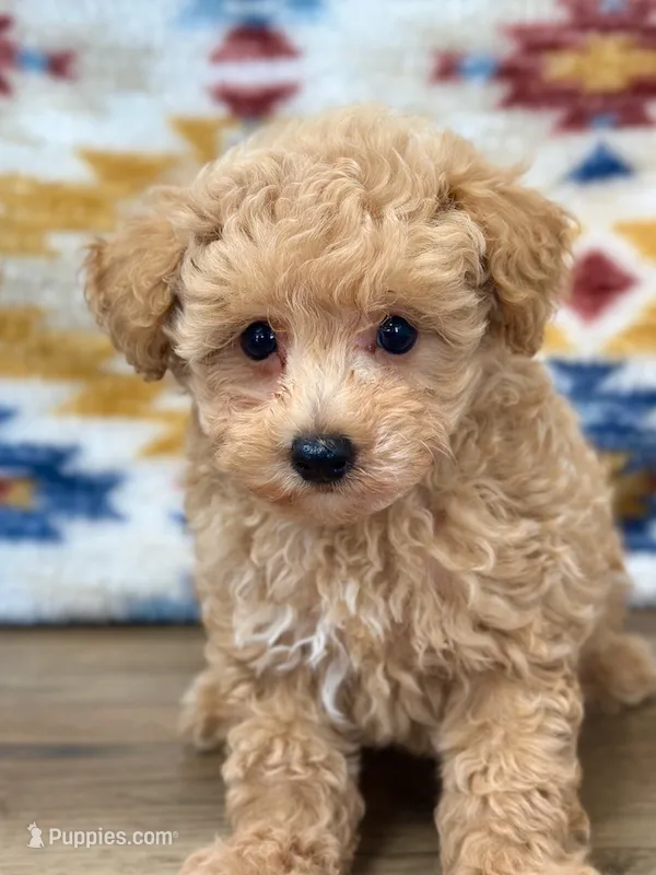 Nathan – Maltipoo puppy for sale in Memphis, MO