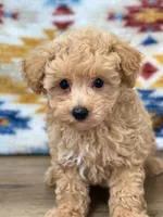 Nathan, a male Maltipoo for sale in Memphis, MO – 1 of 2