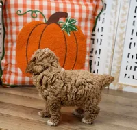 Oscar, a male Poodle - Toy  for sale in Memphis, MO – 2 of 4