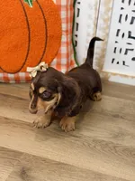 Annie, a female Miniature Dachshund for sale in Memphis, MO – 4 of 5