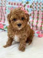 Addy, a female Poodle - Toy  for sale in Memphis, MO – 5 of 6