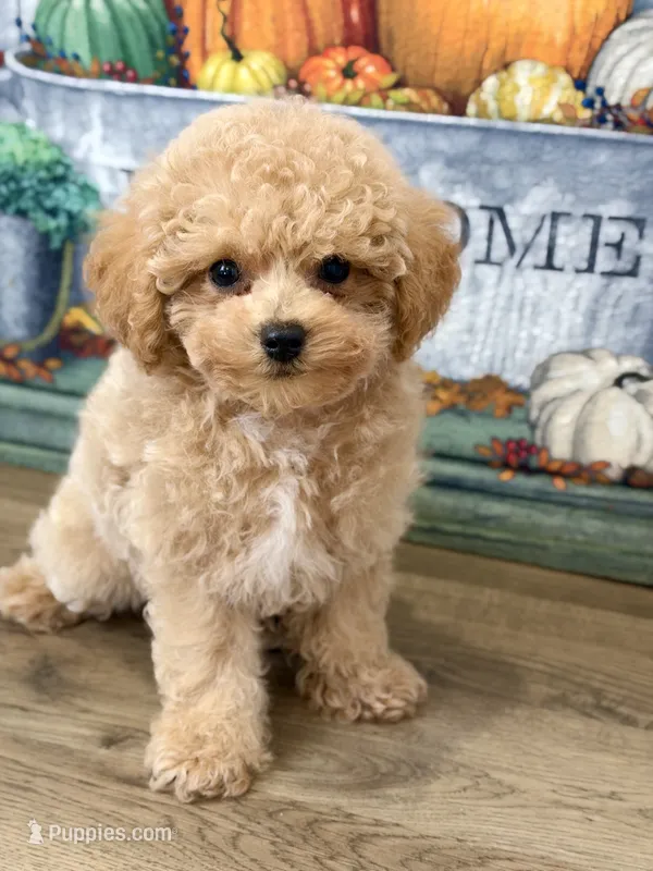 Vinny – Maltipoo puppy for sale in Memphis, MO