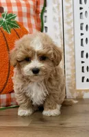 Bently, a male Maltipoo for sale in Memphis, MO – 4 of 4