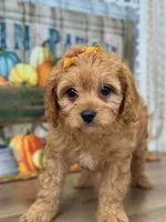 Harper, a female Cavapoo for sale in Memphis, MO – Photo 1 of 4
