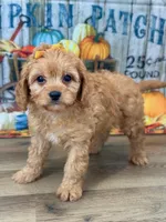 Harper, a female Cavapoo for sale in Memphis, MO – Photo 2 of 4
