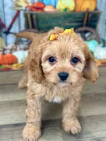 Harper, a female Cavapoo for sale in Memphis, MO – Photo 3 of 4