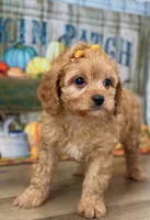 Harper, a female Cavapoo for sale in Memphis, MO – Photo 4 of 4