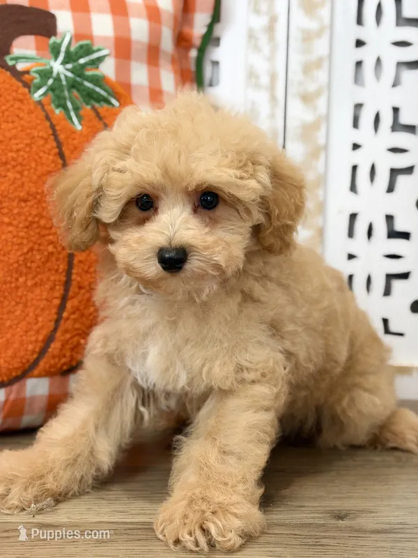 Nathan – Maltipoo puppy for sale in Memphis, MO
