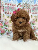 Chloe, a female Poodle - Toy  for sale in Memphis, MO – 4 of 8
