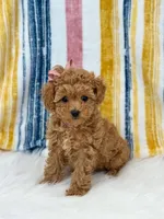 Jenny, a female Poodle - Toy  for sale in Memphis, MO – Photo 4 of 5