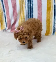 Jenny, a female Poodle - Toy  for sale in Memphis, MO – Photo 5 of 5