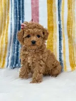 Jenny, a female Poodle - Toy  for sale in Memphis, MO – Photo 3 of 5